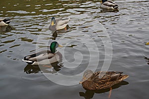 Bassin de la Muette - Elancourt Ã¢â¬â France - Ducks which swim in a lake close to a forest. The nature is beautiful.